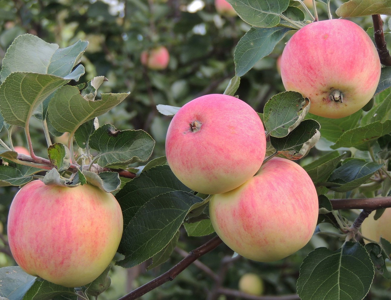 Самые лучшие сорта яблонь для урала с фото и описанием