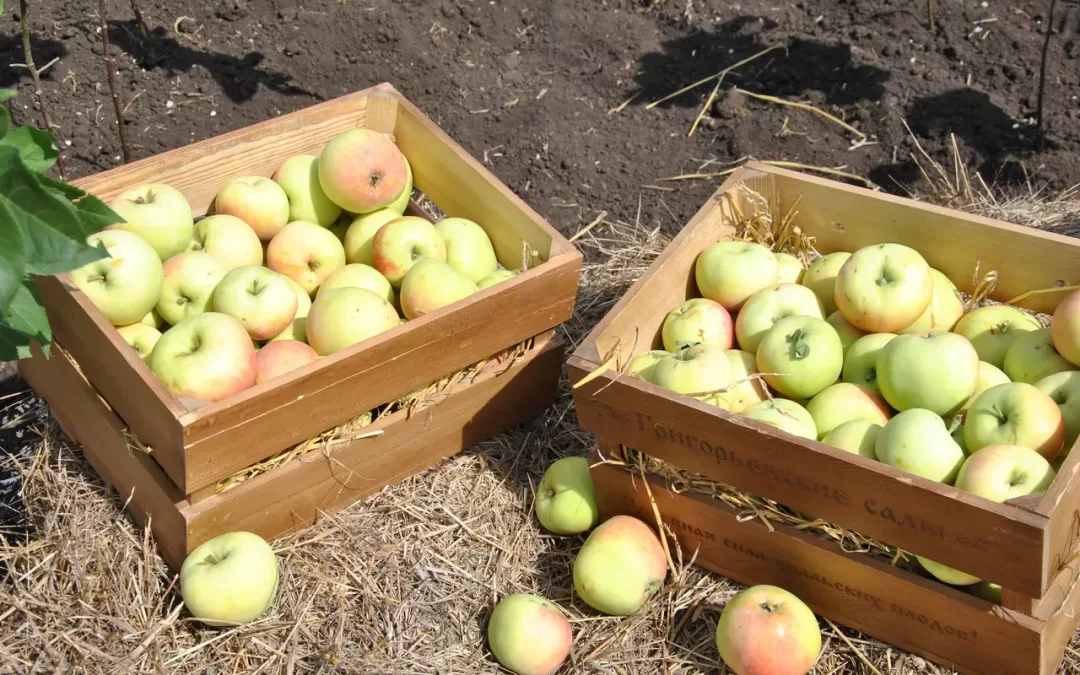 В Свердловской области из-за жары на три недели раньше начали созревать яблоки