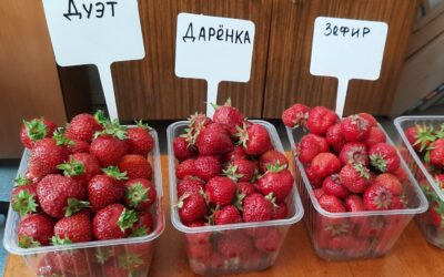 Дегустационная оценка ягод земляники